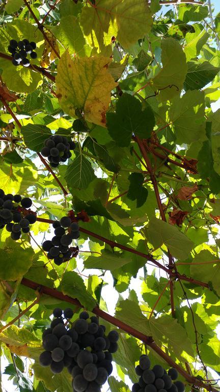 Agriturismo Il Marchese Aquara المظهر الخارجي الصورة